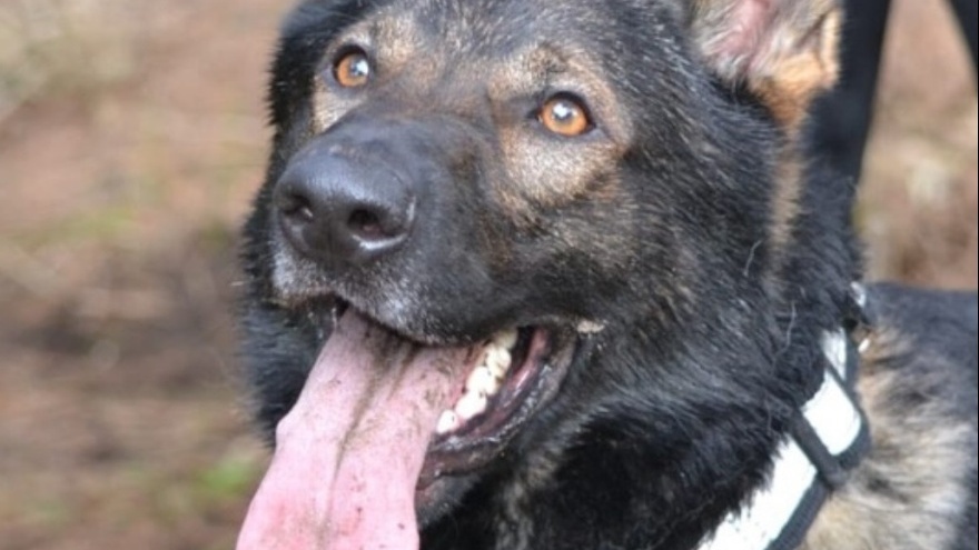 OTRO ORGULLO TONINENSE: Lykan se retira pero K9 es un gran equipo a nivel nacional